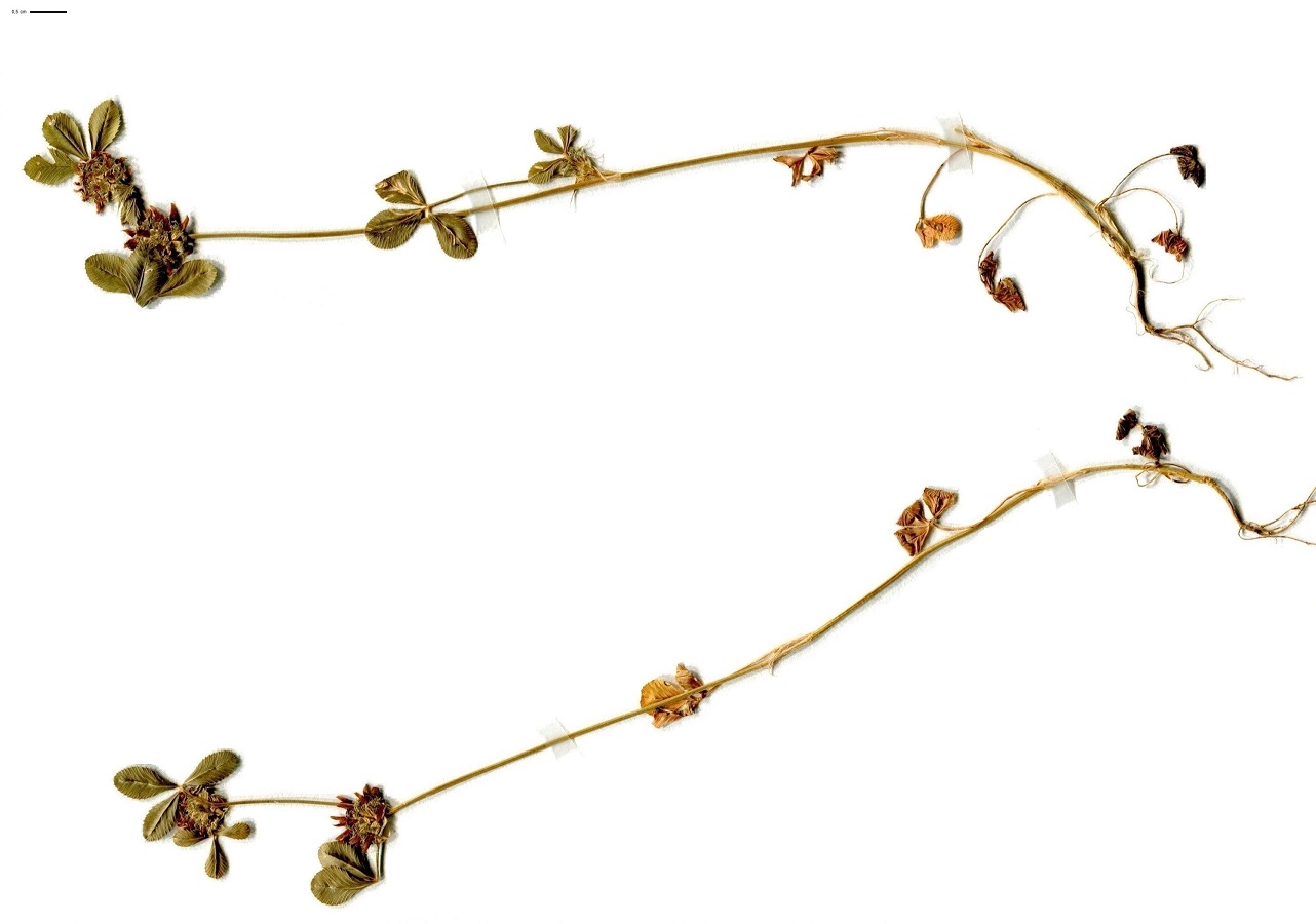 Trifolium glomeratum (Fabaceae)
